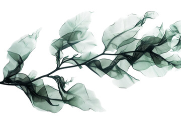 Underwater Seaweed X-ray Scan Isolated on Transparent Background. - obrazy, fototapety, plakaty