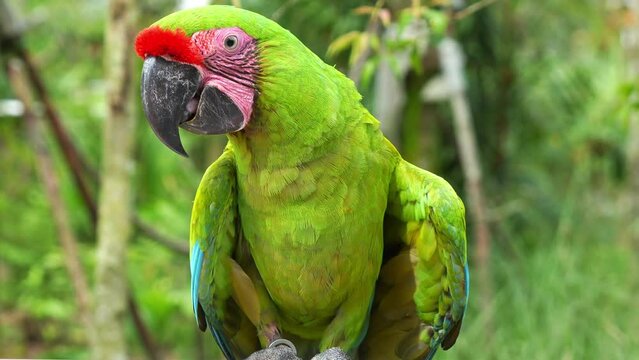 Great green macaw (Ara ambiguus), military macaw (Ara militaris) with red forehead, perched on a metal bar, eating food, close up shot of critically endangered bird species in a wildlife enclosure.