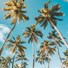 "Blue Horizon Oasis: Coconut Trees and Clear Sky Serenity"