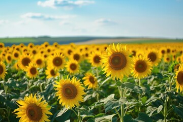 A vibrant field filled with blooming sunflowers stretching towards the clear blue sky, A sunflower field stretching to the horizon, AI Generated