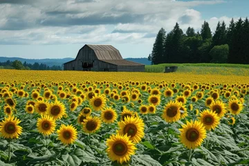 Rolgordijnen A stunning field of sunflowers with a traditional barn providing a picturesque backdrop, A sunflower field with an old wooden barn in the distance, AI Generated © Iftikhar alam