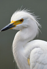 close up of a snowy egret isolated on a transparent background