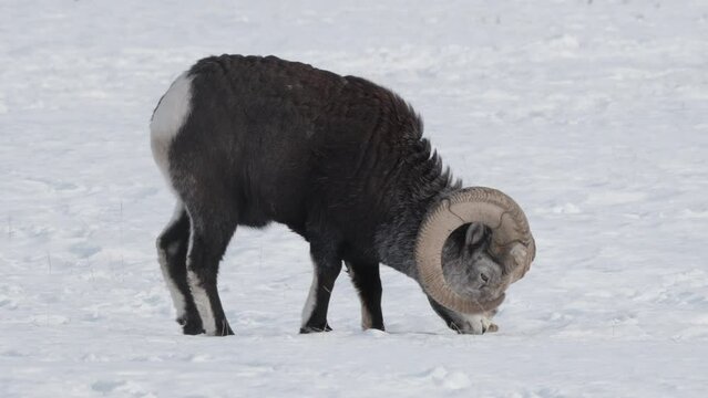 Bighorn Thinhorn Mountain Sheep Grazing On Snow. Static Shot 