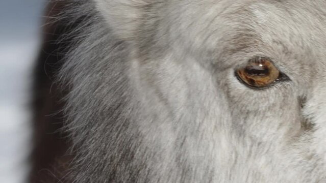 Extreme Close-up Female Thinhorn Mountain Sheep In Yukon, Canada.