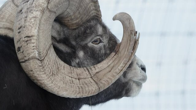 Adult Male Thinhorn Sheep With Spiral Thick Horn In Yukon, Canada. Close-up Shot