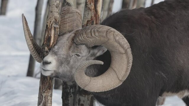 Portrait Of A Bighorn Dall Sheep In Yukon Nature Park In Canada. Close-up Shot