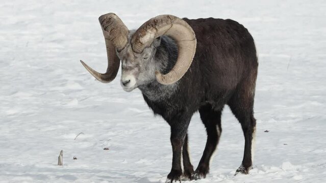 Thick Horned Male Thinhorn Mountain Sheep In Yukon, Canada. Tracking Shot