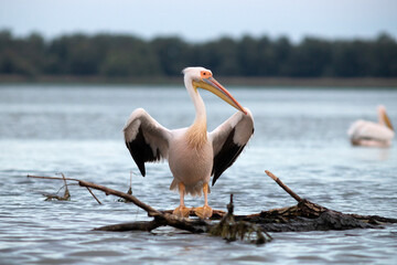 Great White Pelican (Pelecanidae) in the Danube Delta, Romania