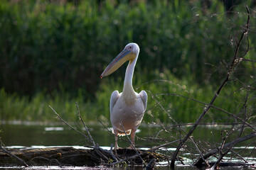 Great White Pelican (Pelecanidae) in the Danube Delta, Romania