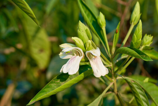 Malabar nut flower