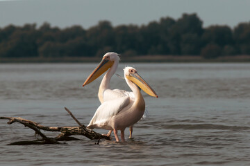 Great White Pelican (Pelecanidae) in the Danube Delta, Romania