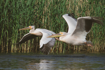 Great White Pelican (Pelecanidae) in the Danube Delta, Romania