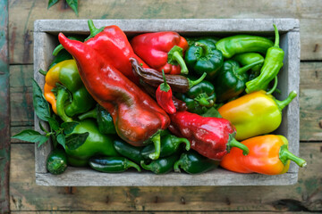 Freshly picked hot peppers of different varieties in a wooden box, top view.