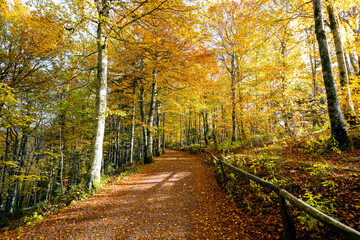 Landscape in the autumn forest near Schauinsland in the Black Forest on the surrounding nature near...