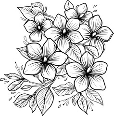 outline illustration of jasmine flowers collection drawing
