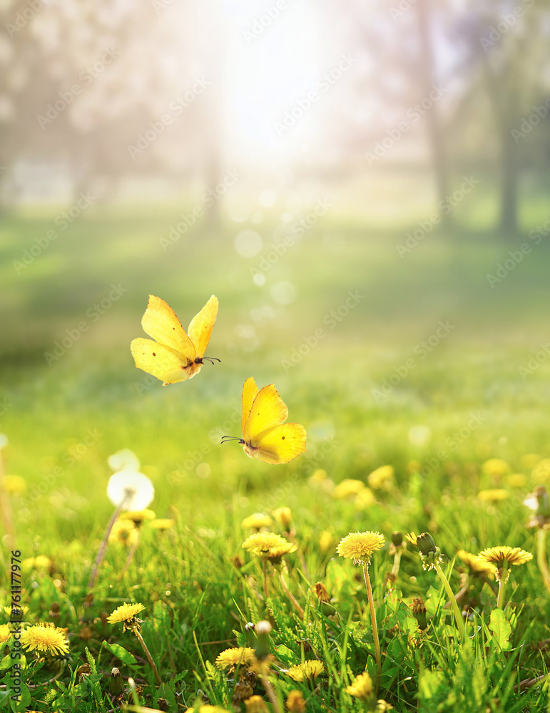Wall mural beautiful spring summer natural landscape with a field of flowering dandelions and fluttering butter
