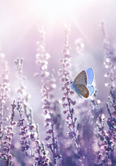 Violet heather flowers and butterfly in rays of summer sunlight in spring outdoors on nature macro, soft focus. Atmospheric photo, gentle artistic image. - 761177947