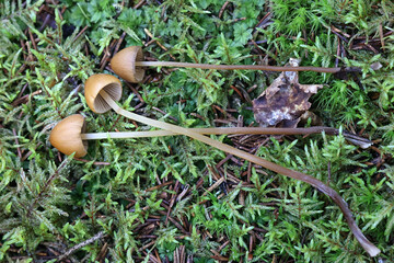 Downy conecap, Conocybe subpubescens, wild mushroom from Finland
