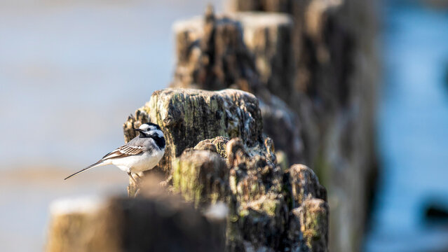 Bird on the sea in wooden balk