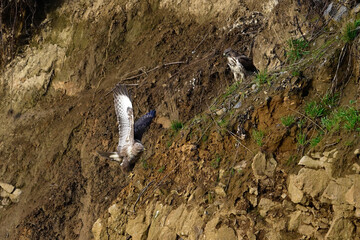 Mäusebussard // Common buzzard (Buteo buteo)