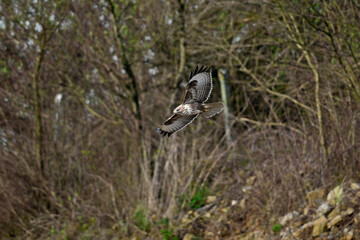 Mäusebussard // Common buzzard (Buteo buteo)