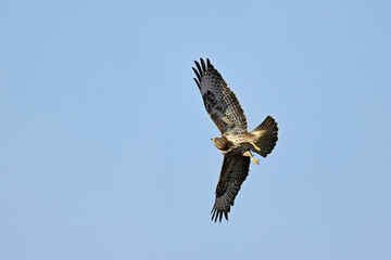 Mäusebussard // Common buzzard (Buteo buteo)