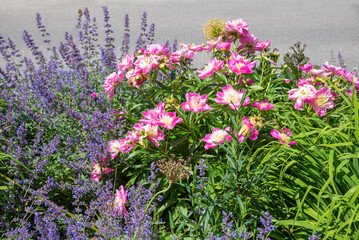 plantation of peonies and salvia at the roadside