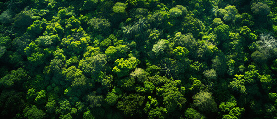 The diverse Amazon forest seen from above a tropical