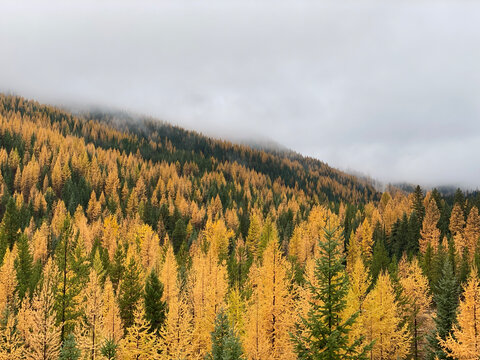 Golden Tamarack Forest in Northwest Montana