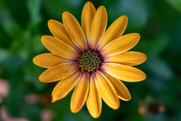 Yellow orange blooming flower closeup background. - 761182308