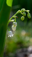 Fotobehang lily of the valley © Ola