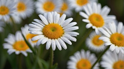 very close flower photo, very beautiful flower, awesome beautiful flower wallpaper