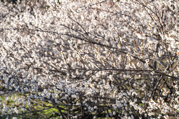 3月の梅