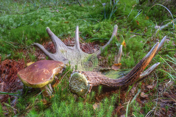 Edible mushroom grows in the forest. An elk horn lies on green moss.
