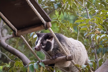 梯子を歩くハクビシン