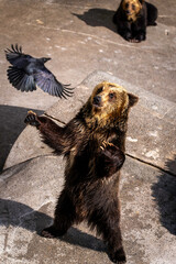 カラスとエゾヒグマ