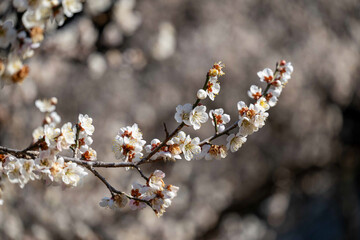 3月の梅