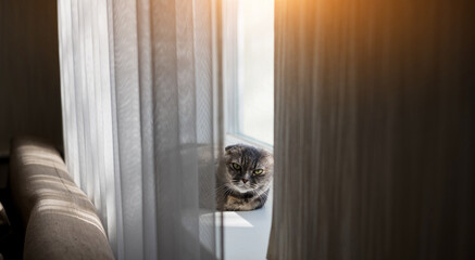  cute fluffy grey cat lies by the window - 761188503