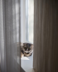  lazy gray cat lies on the windowsill - 761188541