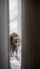 grey cat stretches on the windowsill - 761188564