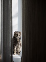 cute grey cat is sitting on the windowsill - 761188587