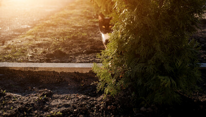 beautiful black cat sitting on in garden - 761188714