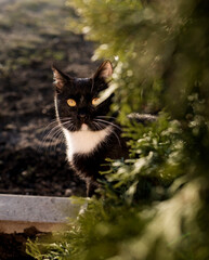 Close-up portrait black cat in grass. - 761188756