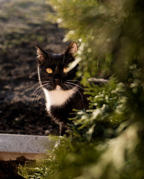 Close-up portrait black cat in grass.