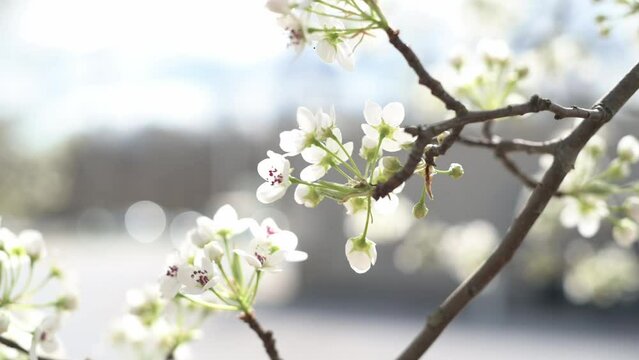 A branch of blooming plum, featuring pristine white flowers, commands attention with its grace. Through selective focus, each petal becomes a focal point, offering viewers a tranquil escape 