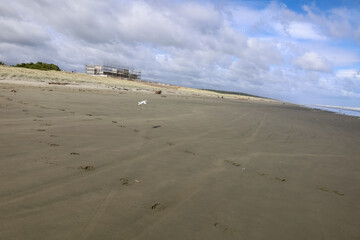 Wunderschöner Strand in Neuseeland mit Möven 