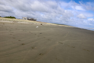 Wunderschöner Strand in Neuseeland mit Möven 