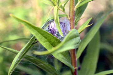 The female spider with a cocoon around her entwined the leaves with a web and found herself in the...