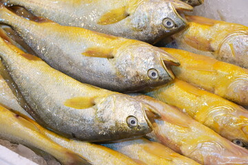 fresh fish on the market
