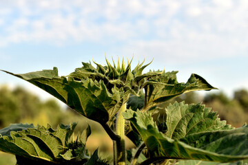 A view of a sunflower growing in a field that has not yet begun to bloom.